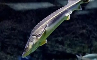 鱘魚屬于淡水魚還是海魚，應(yīng)視情況而定