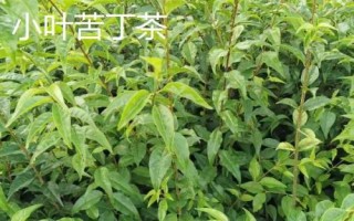 小葉苦丁茶和大葉苦丁茶的區(qū)別，產(chǎn)地和口感均不同