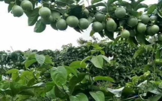 百香果不結(jié)果怎么辦，需噴水降溫或人工授粉等