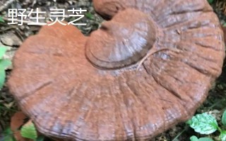 如何區(qū)分野生靈芝與人工培育靈芝，可以從色澤、大小等方面區(qū)分