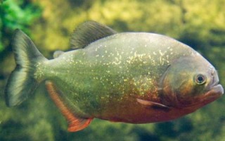 食人魚是什么魚，是一種兇猛的肉食性魚類