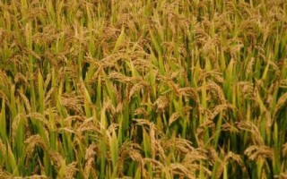 連粳6188水稻品種簡介，旱育秧每畝播量35~40公斤
