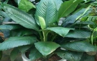 綠巨人的作用，觀(guān)賞效果佳且能凈化空氣
