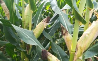 元華4號(hào)玉米種子特征特性，中高肥力畝保苗5500株