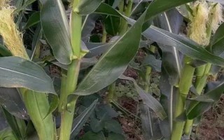 鑫玉988玉米品種的特性，全生育期124天