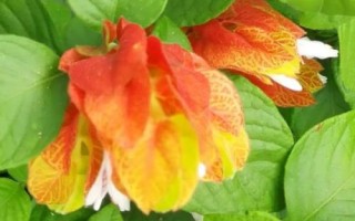 蝦衣花的繁殖方法，可扦插、播種或壓條繁殖