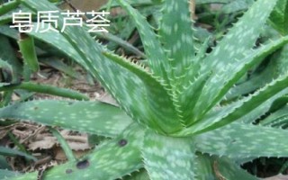 藥用蘆薈的種類，包括開(kāi)普蘆薈、皂質(zhì)蘆薈等品種