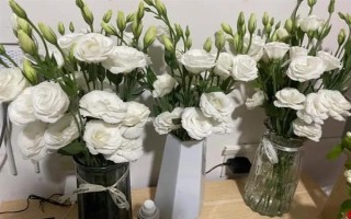 白色洋桔梗的花語，寓意純潔美好、真摯愛情等