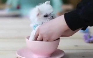 茶杯犬喂哪種食物，一歲左右主喂牛奶和雞蛋、超過一歲后主喂狗糧