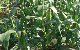 中正4號玉米種子介紹，春植全生育期104~106天