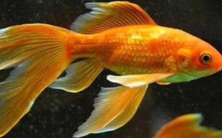 金魚的魚鰭數(shù)量，分為尾鰭、臀鰭、背鰭、腹鰭、胸鰭這5個