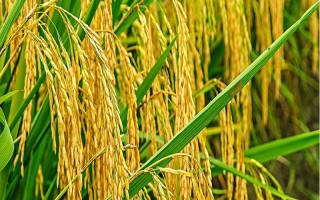 綿5優(yōu)142水稻品種的特性，該品種屬早中熟秈型中稻