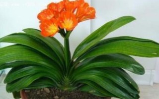 君子蘭不能送人的原因，對(duì)環(huán)境的要求較高、隨意贈(zèng)送會(huì)造成麻煩