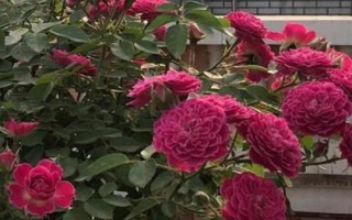 樹狀月季的品種，常用這8種嫁接