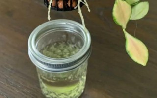 家中怎么水培仙客來，選擇透明的玻璃瓶作為容器
