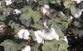 冀中658棉花品種的特性，地膜棉田在4月20日左右播種