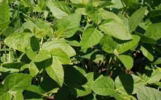 鐵鮮豆12大豆種簡(jiǎn)介，遼寧省春播生育期109天