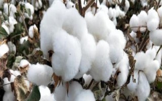 浙大15號(hào)棉花品種的特性，全生育期119.9天
