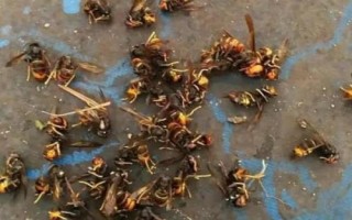 什么是雄蜂，是指由卵細(xì)胞發(fā)育成的雄性蜂種