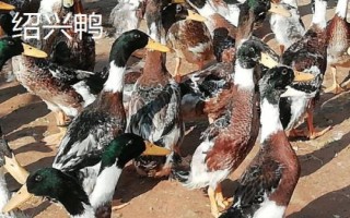 鴨有哪些品種，包括高郵鴨、北京鴨、紹興鴨等種類
