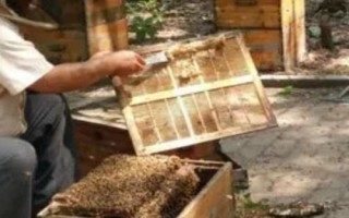 養(yǎng)一年蜜蜂能不能掙20萬(wàn)，主要取決于蜂種、規(guī)模、養(yǎng)殖技術(shù)等條件