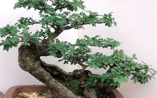 倒賣盆景能掙錢嗎，每年的利潤是很可觀的