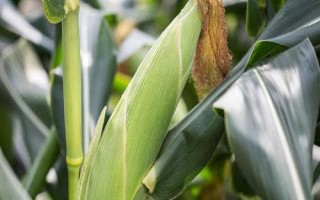 奔誠11玉米種簡介，適宜中等以上肥力種植