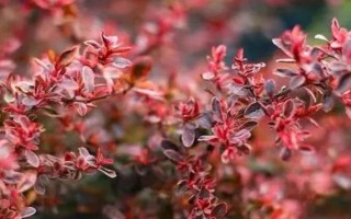 火棘的花語，寓意紅紅火火