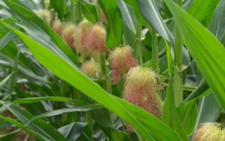 瑞普909玉米品種的特性，中抗絲黑穗病和小斑病