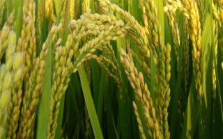 簡兩優(yōu)534水稻品種的特性，全生育期152.0天