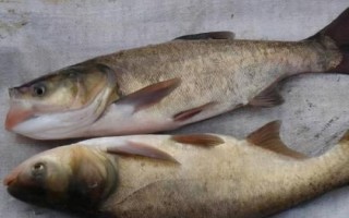 為什么都不喜歡吃白鰱魚，肉質(zhì)差且魚刺很多