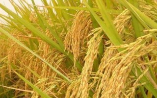 德優(yōu)651水稻種簡介，綜合防治病蟲害