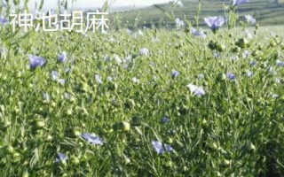 山西省神池縣的特產(chǎn)，包括神池黑豆、神池黍子、神池羊肉等種類