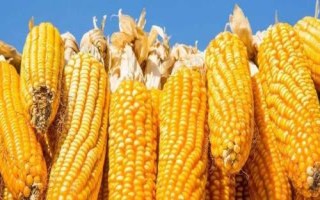 致泰15號玉米種子特點，遼寧省春播生育期129天