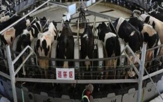 乳畜業(yè)和大牧場放牧業(yè)的區(qū)別，分布地區(qū)、地域類型和特點均不同