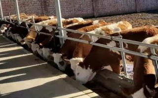 肥育牛飼料配方，根據牛的體重和地點飼料情況制定