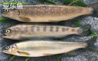 西藏那曲市的特產(chǎn)，酥油是藏族人不可缺少的食品