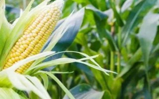 先達(dá)304玉米種子特征特性，中等肥力以上地塊栽培