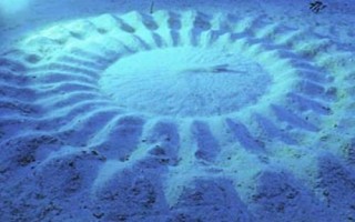 10種動(dòng)物的繁殖方式，不同種類的繁殖方式各有差異