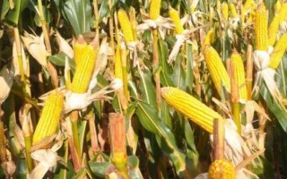 京甜紫花糯2號玉米品種簡介，每畝植3000株左右