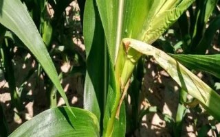 屯甜723玉米品種的特性，四月中旬播種