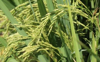 深兩優(yōu)1124水稻種簡介，4月中下旬播種