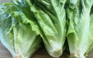生菜生吃是甜的還是苦的，顏色越是淺綠的苦味越少