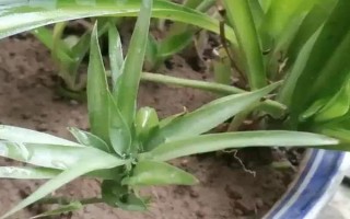 春天吊蘭多少度可發(fā)芽，室內(nèi)的溫度達(dá)到12℃以上即可