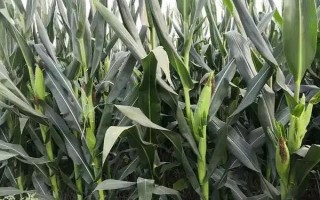 鐵研58玉米品種簡介，中抗彎孢菌葉斑病（1-5級）
