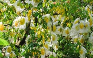 楊桃的種植技術(shù)，要挑選長(zhǎng)勢(shì)良好、無(wú)病蟲害的樹(shù)苗