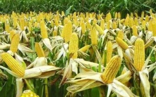 東糯2號(hào)玉米種子特征特性，在適應(yīng)區(qū)5月5日左右播種