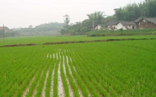 嘉興8號水稻種子介紹，全生育期108.3天