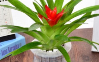 鴻運(yùn)當(dāng)頭怎么水培，每次換水都要添加營養(yǎng)液