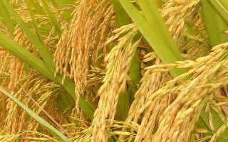 莉豐占水稻種子特點(diǎn)，感溫型常規(guī)稻品種